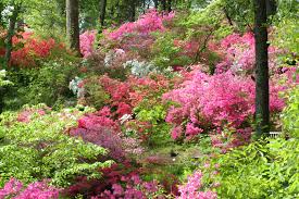 Check spelling or type a new query. The Best Places To See Flowers In The Spring In Nc Point Of Blue