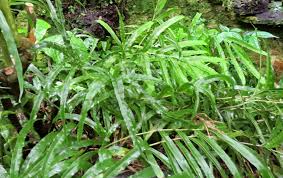 Image result for Pteris dentata
