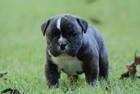 Explore 83 listings for black english bulldog puppies for sale at best prices. Black Brindle Olde English Bulldogge Puppies For Sale