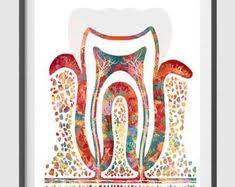 Malen is to paint with a brush and colour and zeichnen to draw. 8 Zahne Ideen Zahne Zahnarzt Zahnmedizin