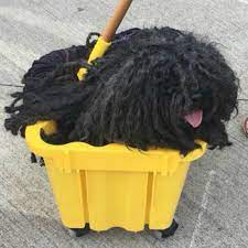 45 Epic Dog Halloween Costume Ideas 2021 Guide Puppy Halloween Costumes Cute Dog Costumes Diy Dog Costumes