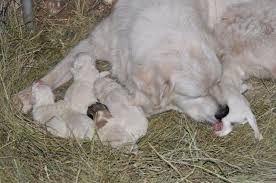 Great pyrenees labrador mix 2months old $100. Great Pyrenees Puppies For Sale In Foxboro Wisconsin Classified Americanlisted Com