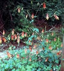 Protect native plant and natural area habitat. 39 Tennessee Native Plants Ideas Native Plants Plants Wild Flowers