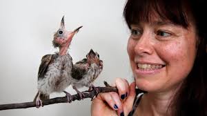 Far North Queensland Wildlife Rescue needs more bird carers