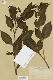 Image result for Oncinotis