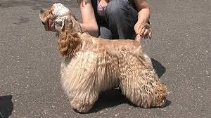 Image result for americký kokršpaněl