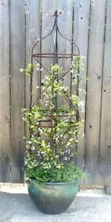 Star Jasmine In A Pot On The Porch Garden Containers Plants Container Gardening