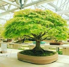 Pin Von H Derick Auf Bonsai Bonsai Baum Bonsai Garten