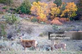 282 Theodore Bush Stock Photos, High-Res Pictures, and Images