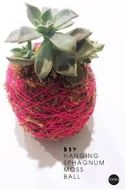 The moss should be snail free. How To Make A Sphagnum Moss Ball Tomfo Tomfo