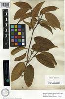 Image result for Hunteria zeylanica