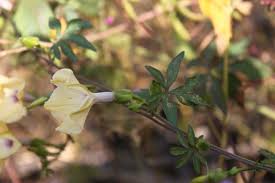 Image result for Ipomoea tuberculata