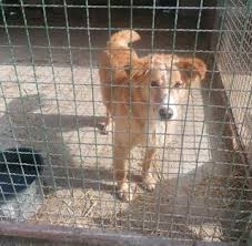 One way of achieving the golden labradoodle coat is by mating a yellow lab with an apricot poodle. Haary Labrador Golden Retriever Mix In Kroatien