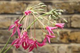 Image result for Pelargonium luridum
