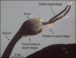 Image result for Lophiocarpaceae