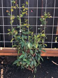 Jasmine star trachelospermum confederate jasminoides climbers vine chinese garden trellis evergreen texas davesgarden climber wall plants fence honeysuckle clematis tree. Climbing Plants And Vines Offerpatch