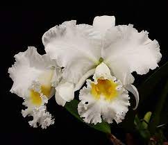 Cattleya Bob Betts White Lightning Bow Bells X Mossiae Cattleya Cattleya Orchid Orchids