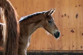 Laima Dalia Sporthorses LLC