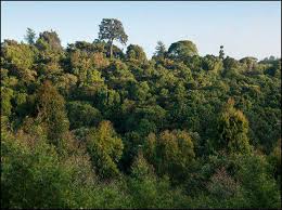 Image result for Lovoa swynnertonii