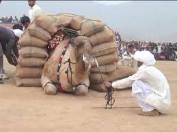 How much does a baby camel weigh? Camel Weightlifting In 2014 Youtube