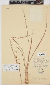 Image result for Hyparrhenia anamesa