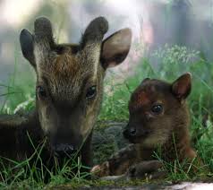 These deer are very special as they are the only deer species in the philippines that retains its spots. Rare Visayan Spotted Deer Born At Edinburgh Zoo Zooborns