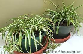 Can spider plant grow in low light. 20 Fantastic Low Light Indoor Plants Houseplants That Love The Dark