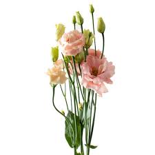 Check spelling or type a new query. Lisianthus Sabrina Orange Cut Weddings Flower Suppliers Wholesale Flowers Direct