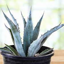 Image result for Agave americana