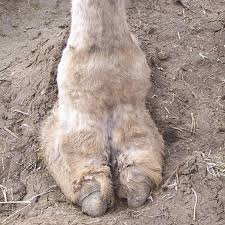 You can throw in numbers, dots and dashes, too. Camel Toe Cameltoefriday Twitter