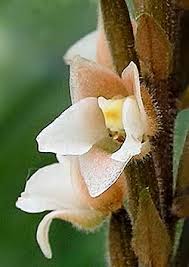 Image result for Hetaeria heterosepala