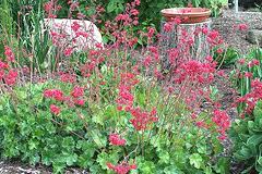 We did not find results for: Midwest Gardening Best Performing Perennials