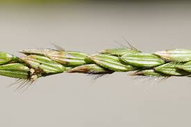 Image result for Digitaria sanguinalis