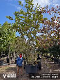 Image result for Coccoloba uvifera