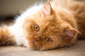 Littlest pet shop cats i think i'll start with cats! Persian Cat Facts History Personality And Care Aspca Pet Health Insurance