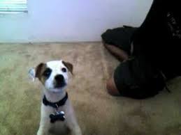 We breed top quality cavapoo dogs, both males & females available. Jack Russell Sale Malaysia
