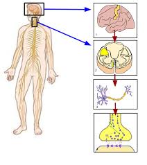 Diagram of the human nervous system (infographic). Somatic Nervous System Wikipedia