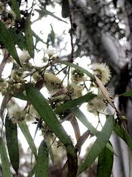 Image result for Eucalyptus camaldulensis