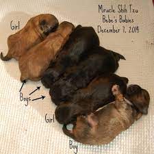 Available Puppies Shih Tzu Pups In N E Ohio Newborn Puppies Puppies Shih Tzu