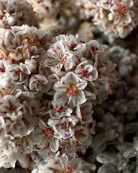 Image result for Eriosema montanum