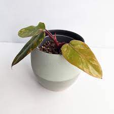 Please read terms thoroughly at bottom of page. Philodendron Strawberry Shake We Love Aroids