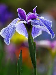Pin On Flowers