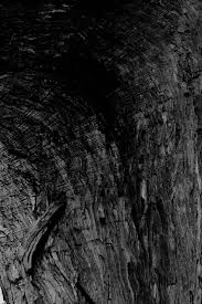 Image result for Warneckea sansibarica