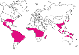 Image result for Chasmopodium