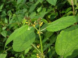 Image result for Triumfetta dekindtiana