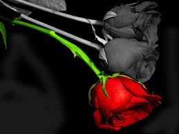 Top suggestions for natural black rose. Contrast Of Roses Wallpaper And Background Image 1600x1200