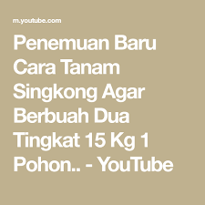 Penemuan Baru Cara Tanam Singkong Agar Berbuah Dua Tingkat 15 Kg 1 Pohon Youtube Pohon Buah