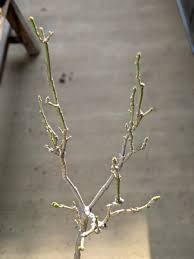 Image result for Euphorbia transvaalensis