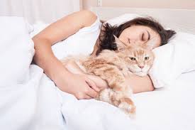 Don't be concerned about this amount of sleep as it's your kitten will most likely become active over nighttime while you are asleep. How Cats Choose Who To Sleep With Union Lake Pet Services