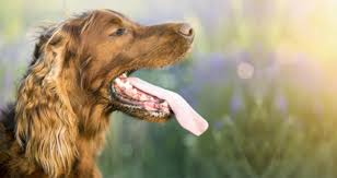 My Elderly Dog Is Panting And Pacing Should I Worry Petcoach